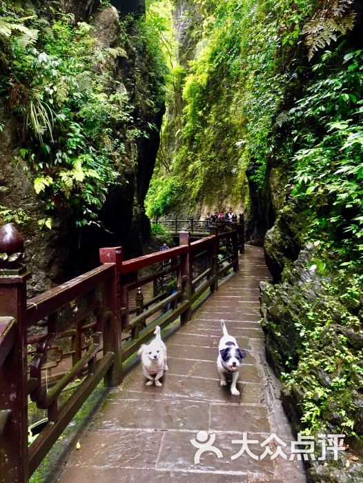 峨眉山景区-图片-峨眉山市周边游-大众点评网