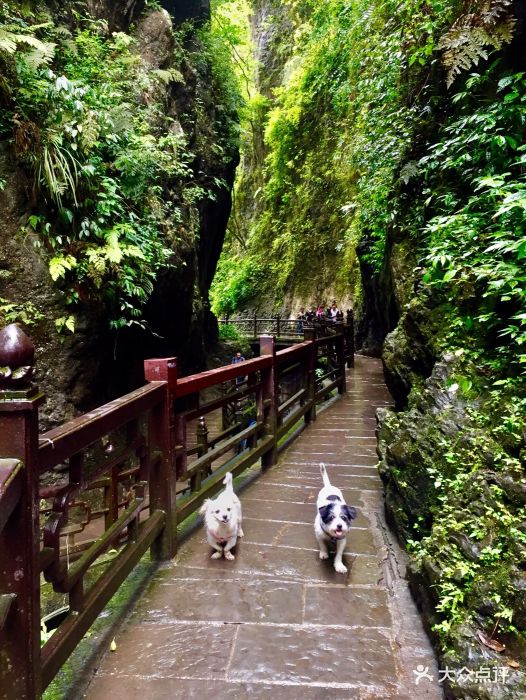 峨眉山景区图片