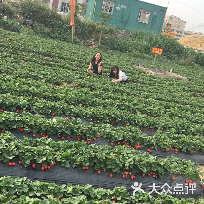 小凌草莓园图片-北京采摘/农家乐-大众点评网