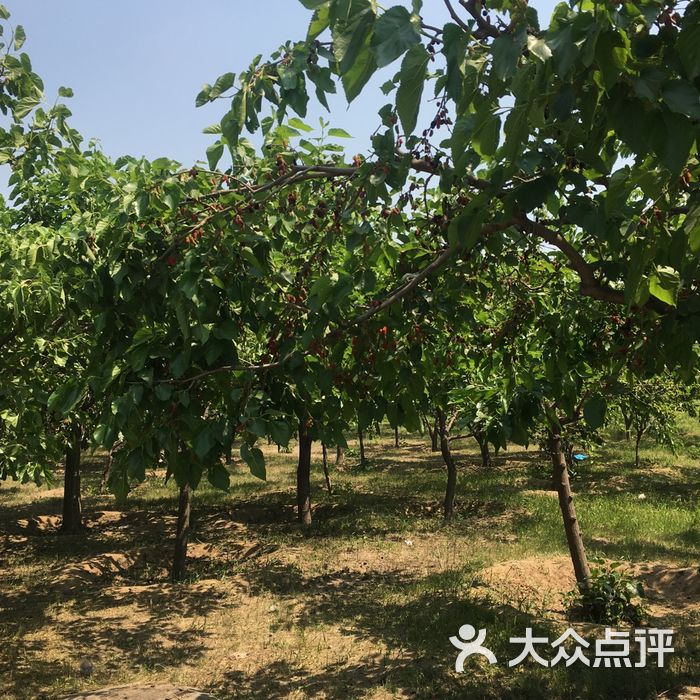 御林古桑园