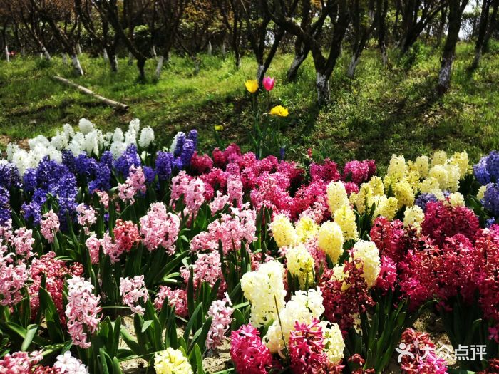 昆山巴城荷兰郁金香文化节