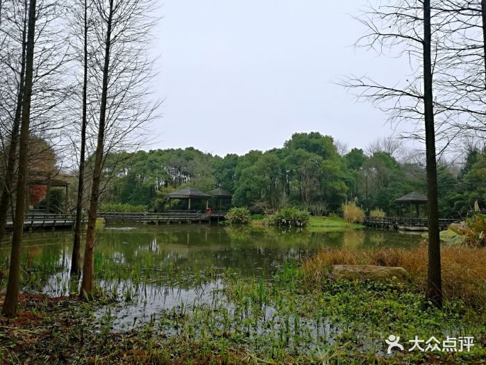 滨江森林公园-湿地生态园图片-上海周边游-大众点评网