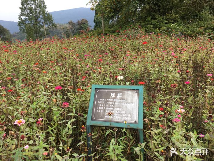 药王谷景区-图片-北川羌族自治县周边游-大众点评网