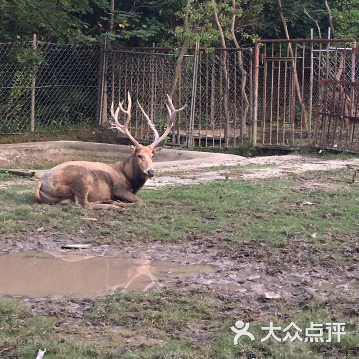 中华麋鹿园图片-北京动物园-大众点评网