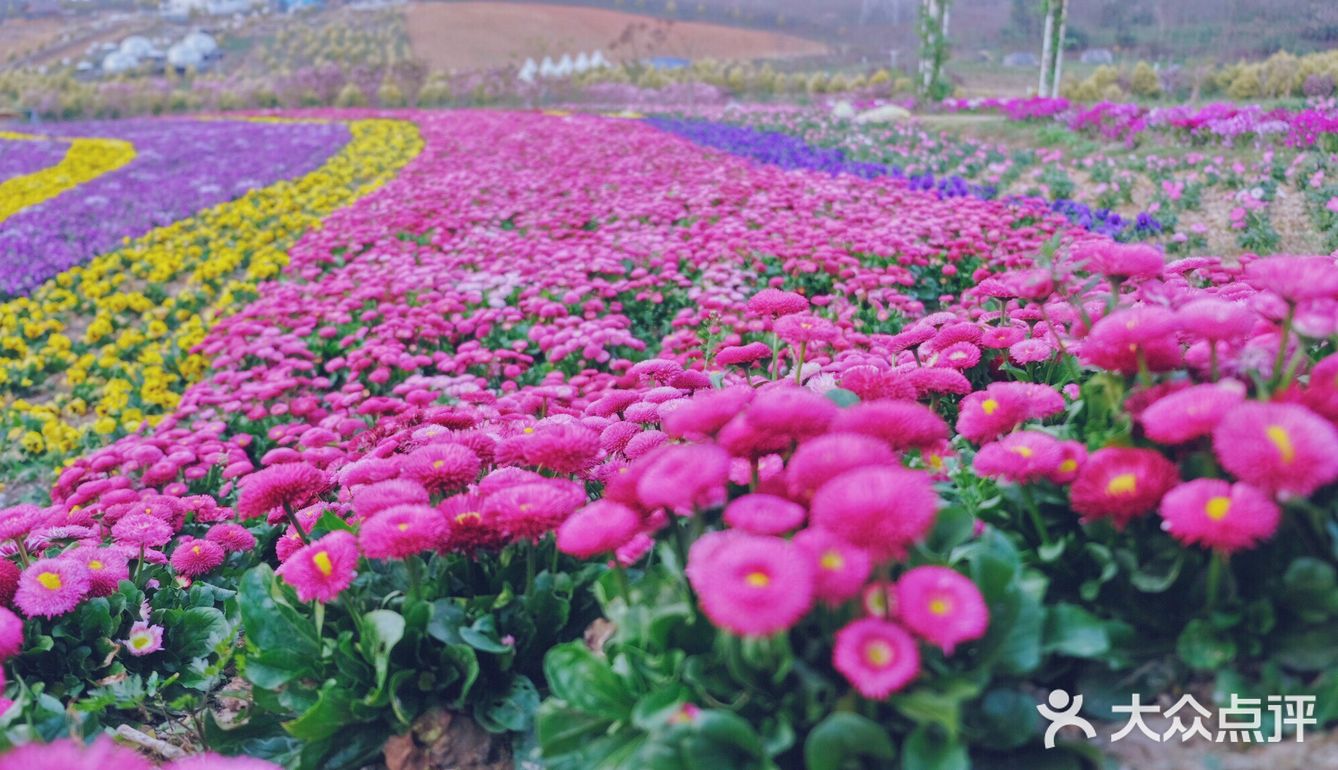 成都赏花地-紫颐香熏山谷