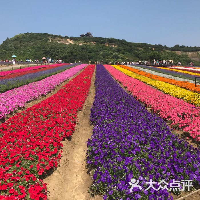 雪浪山薰衣草园图片-北京其他景点-大众点评网