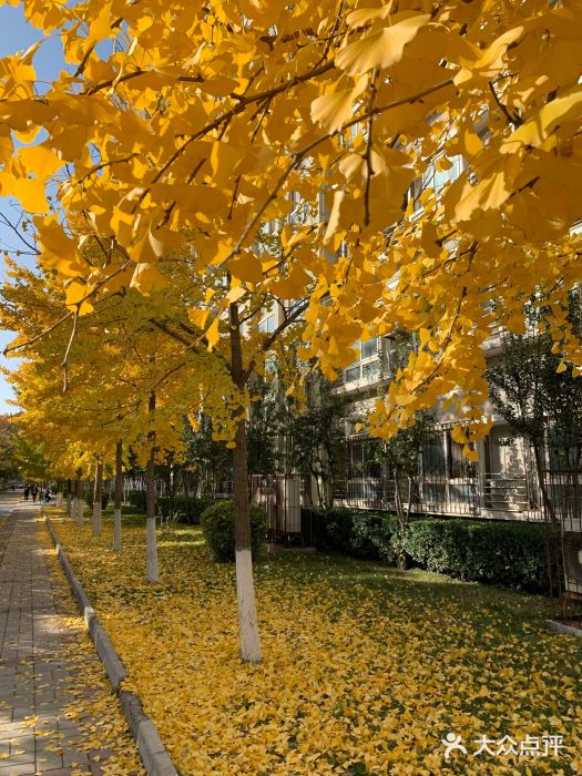 北京科技大学(海淀本校区)图片