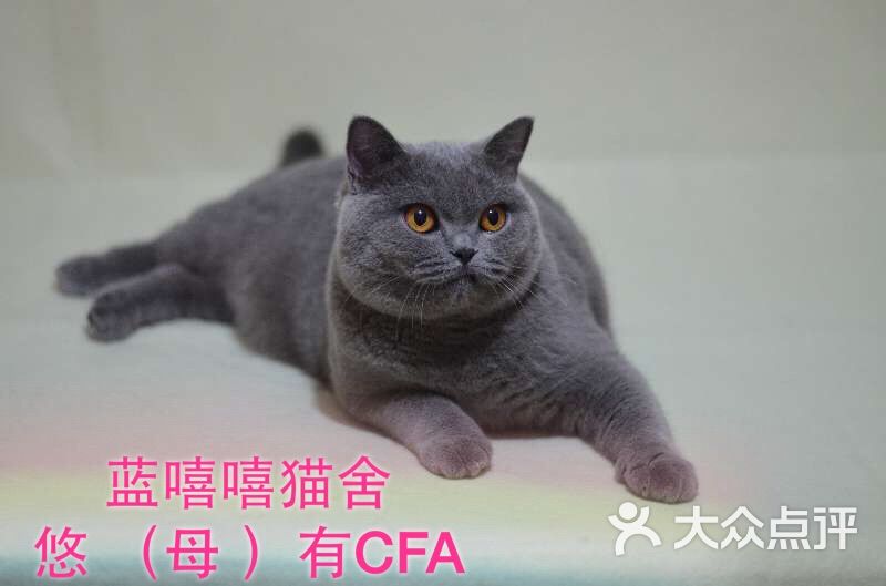蓝猫(蓝嘻嘻猫舍cfa)图片 - 第6张