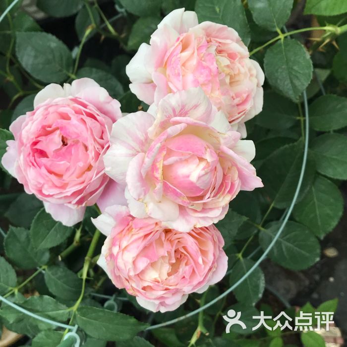 小肥羊:团购去的,没想到非常的差!本来.上海美