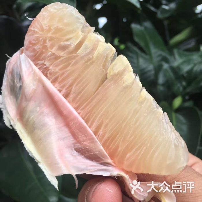 白肉蜜柚,晶莹剔透