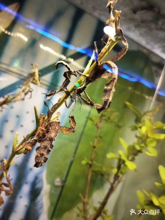 上海大自然野生昆虫馆图片 - 第5张