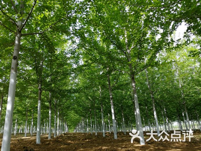 大连多彩燕园名校名树主题公园图片 第38张