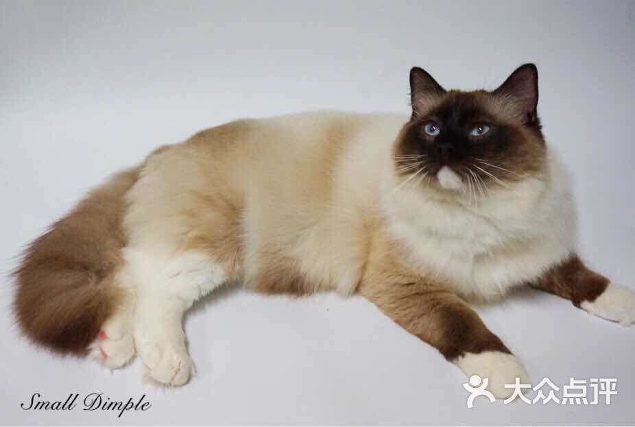 布偶猫