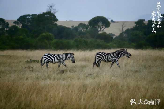 masai mara national reserve图片 - 第9张