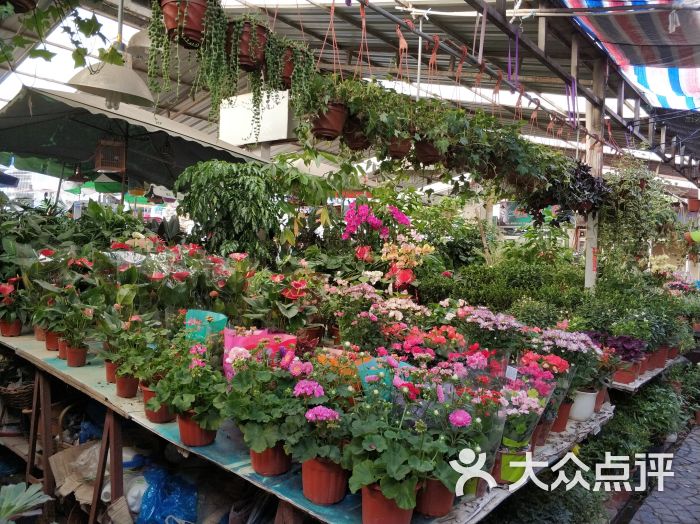 曲阳花鸟市场图片 - 第13张
