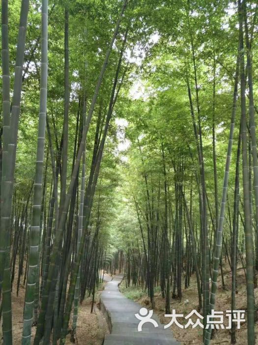 蔡伦竹海图片 - 第4张