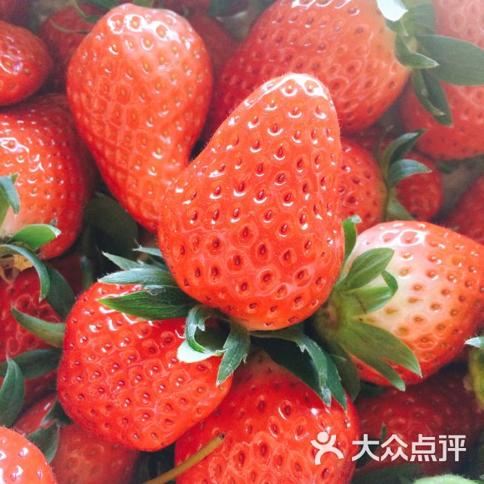 方圆生态奶油草莓园图片-北京采摘/农家乐-大众点评网
