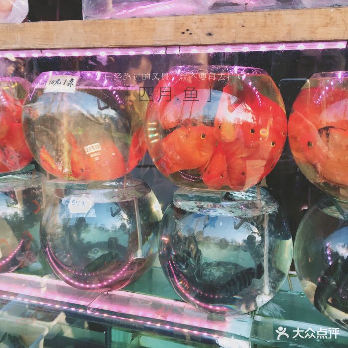 哈尔滨道外花鸟鱼市场图片 第131张