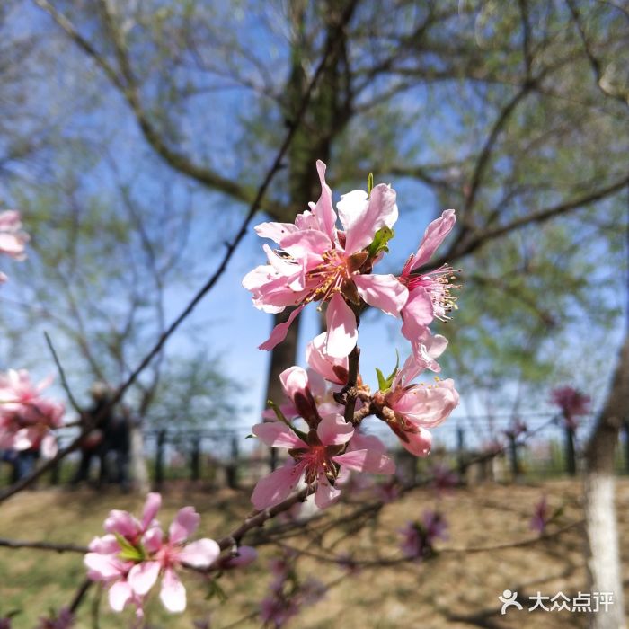 桃花堤公园图片 第15张