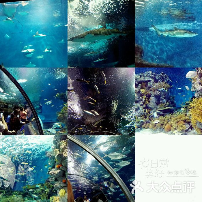 上海海洋水族馆 默认点评                           519旅游日半价