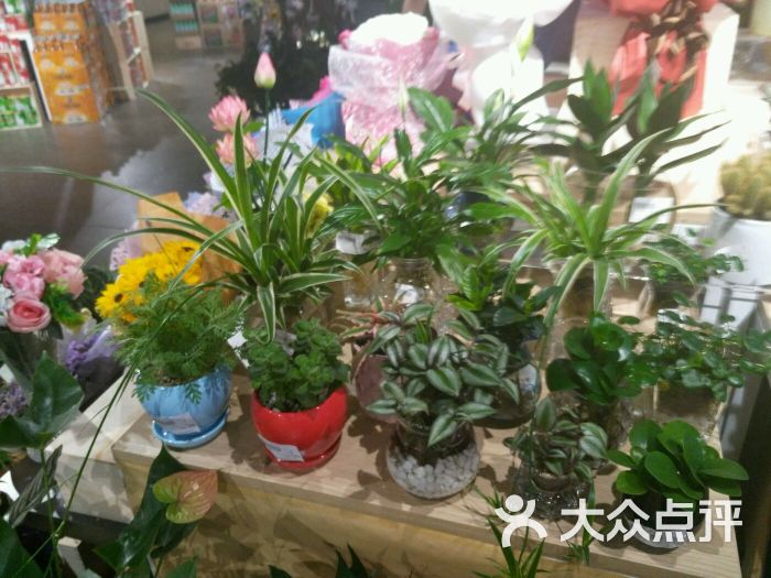 江阴路花鸟店图片 - 第3张