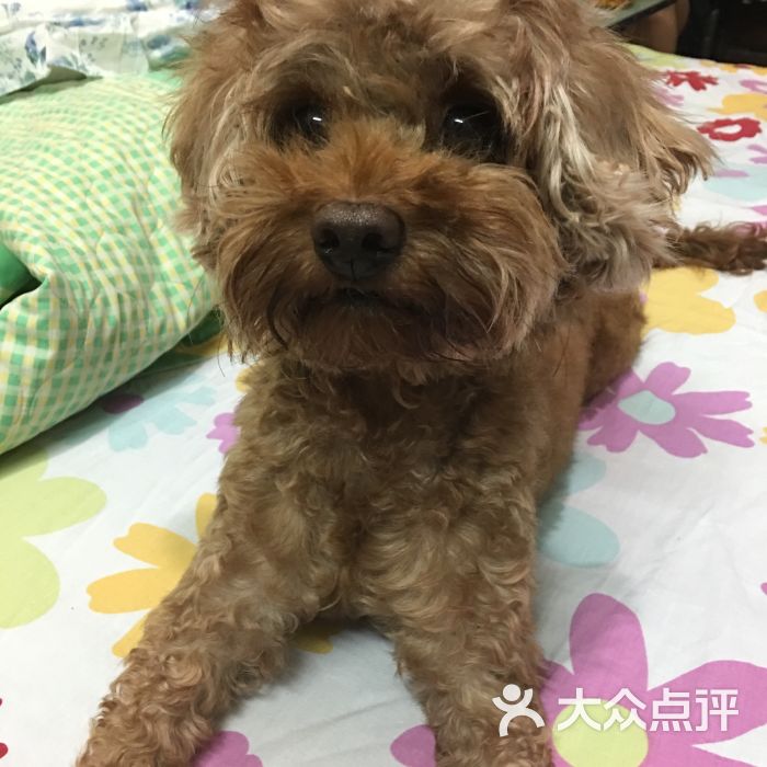 爱侣宠物医院(灵石路总院)-图片-上海宠物-大众