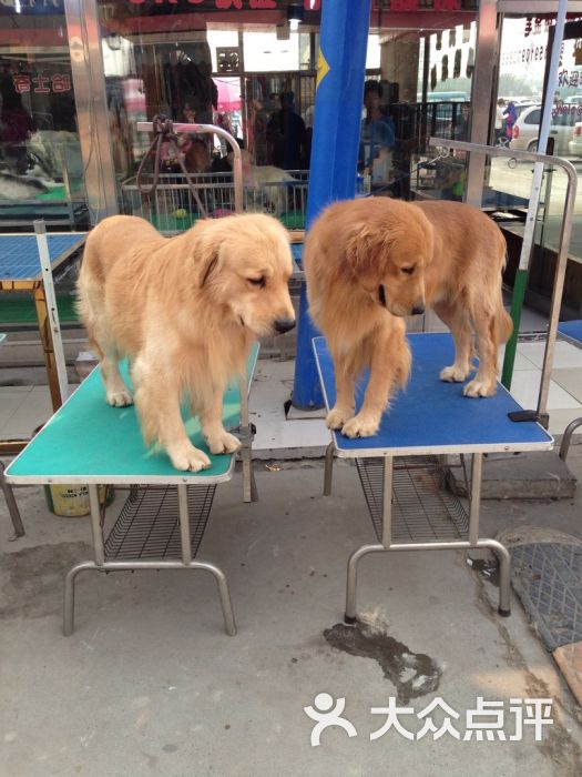 通州梨园狗市-金毛犬图片-北京宠物-大众点评网