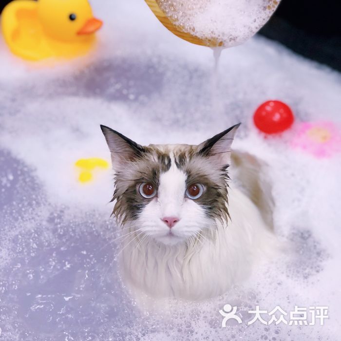 pony pet shop 小马儿宠物慕斯泡泡spa图片-北京宠物店-大众点评网