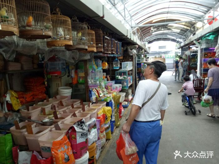 梅陇花鸟市场图片