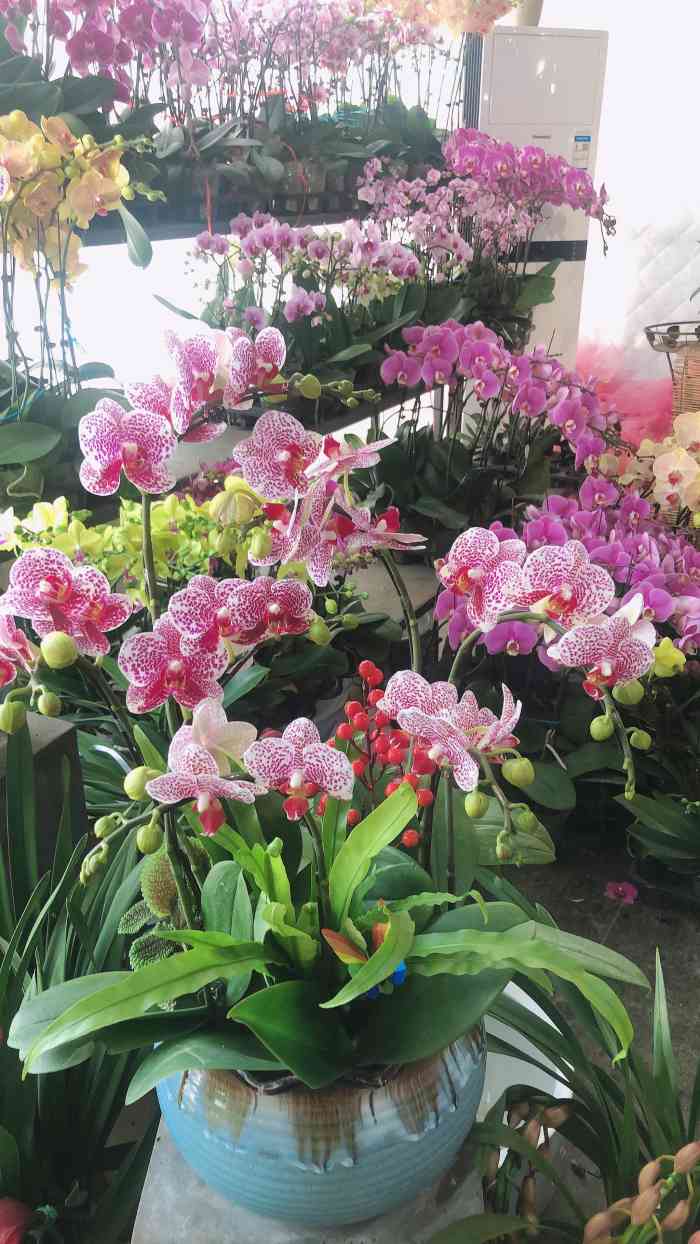 上海华新花卉苗木基地