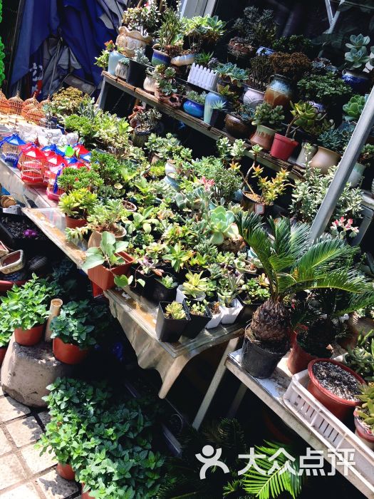 岚灵花鸟市场(灵石路店)图片 - 第157张