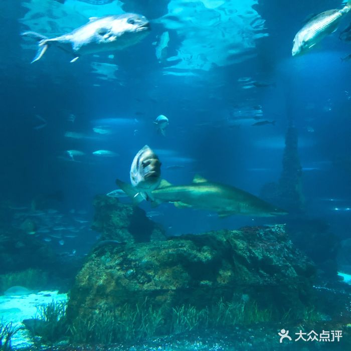 巴塞罗那水族馆图片 - 第7张