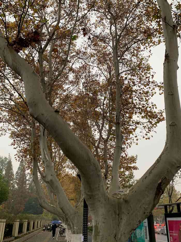 南京航空航天大学(明故宫校区)-"明故宫校区是南航老