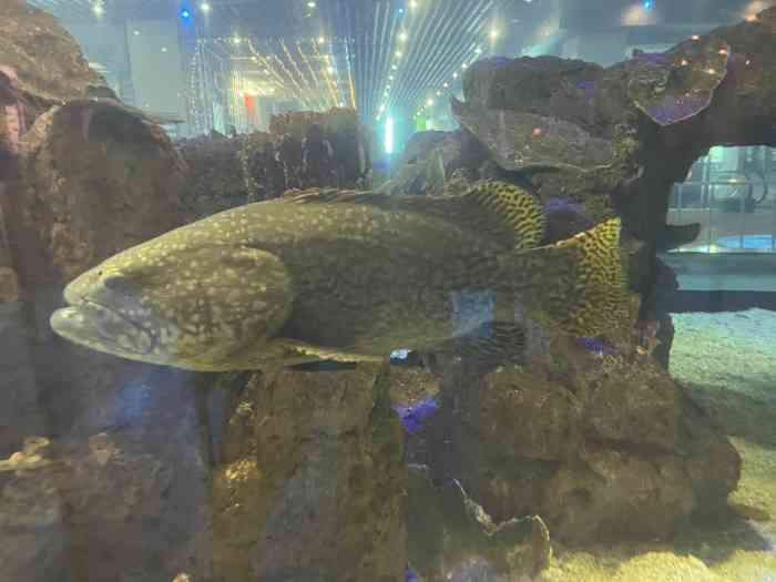 鎏嘉码头水族馆-"这里是一个免费的水族馆虽然不大,也