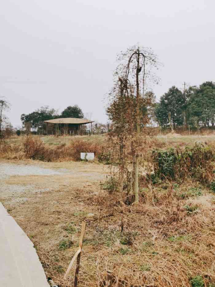 战旗五季花田景区-横山观景台-"朋友推荐的横山花湖比较适合晒太阳