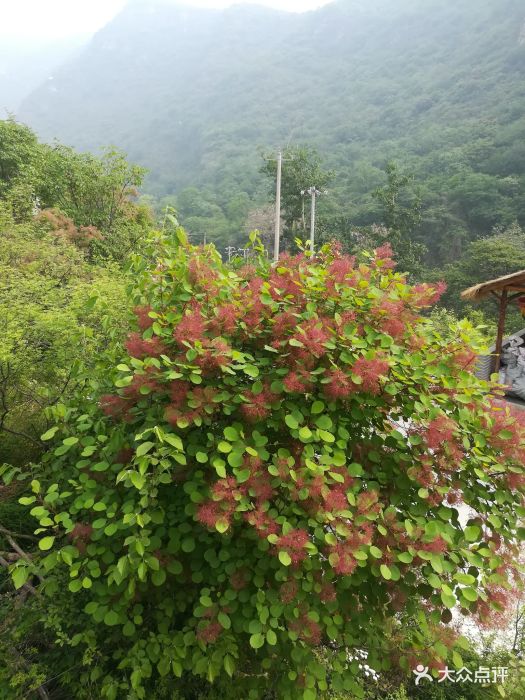 美醉了我的大房山坡峰岭,周六九点驱车东五.