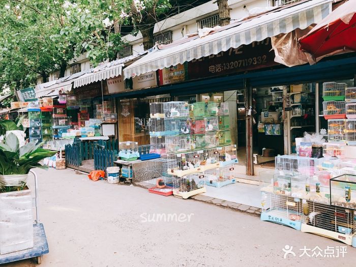 二桥花鸟宠物市场-店内环境图片-武汉购物-大众点评网