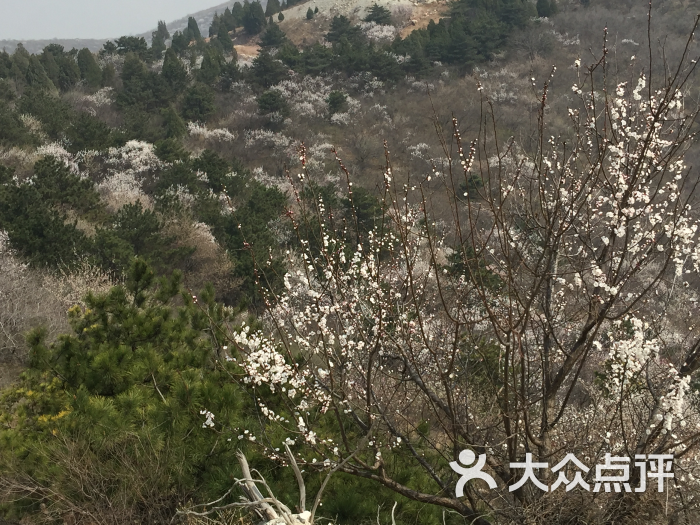 桃花山风景区-图片-遵化市周边游-大众点评网