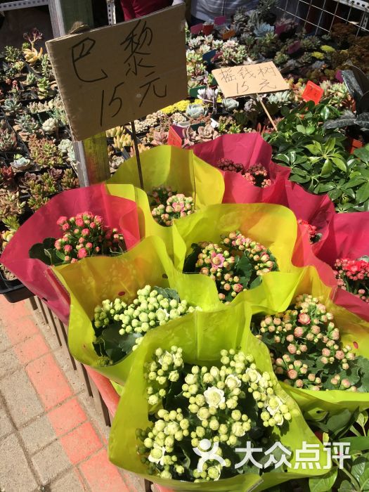 南湖公园花卉市场图片 - 第54张