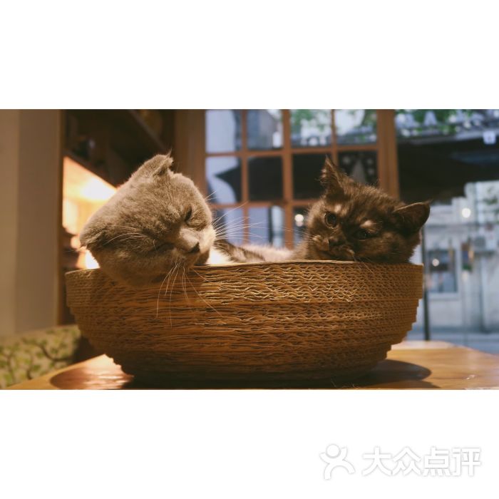 saturday afternoon午后猫咪咖啡店图片 - 第4张