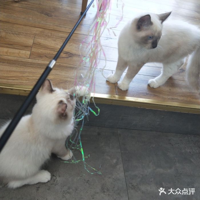 W猫咖霸王餐有效期内的最后一天赶去了。大