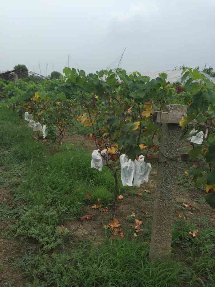 江心洲葡萄园"有没有联系电话呀,想过去摘葡萄-大众点评移动版