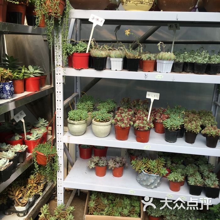 红星花卉大市场图片-北京花店-大众点评网