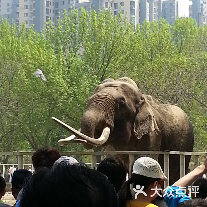 天津动物园20130501_131751图片-北京动物园-大众点评网
