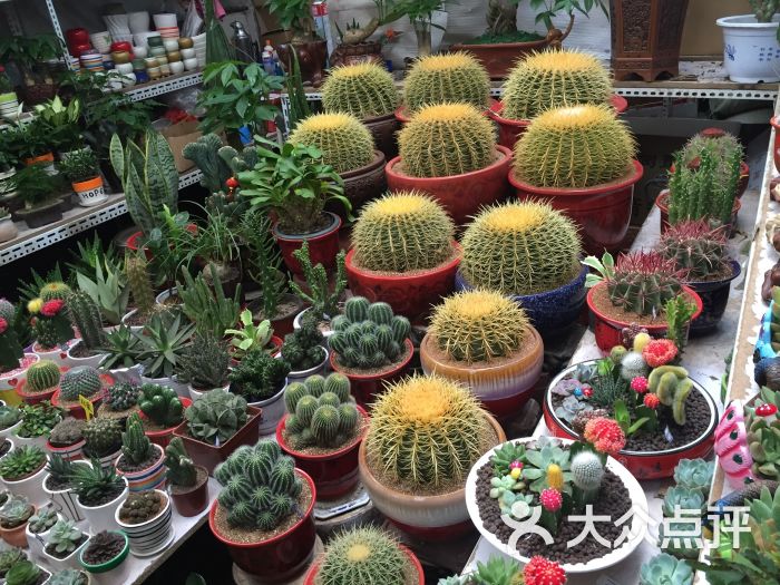 花乡花卉市场-图片