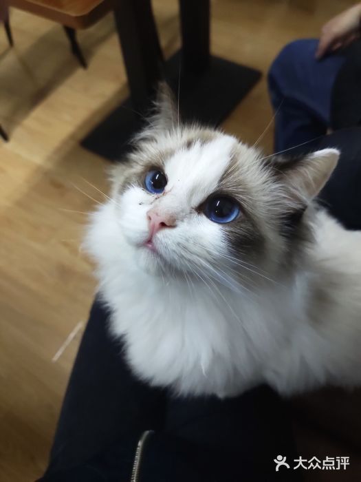 meoworld英短布偶宠物猫舍图片