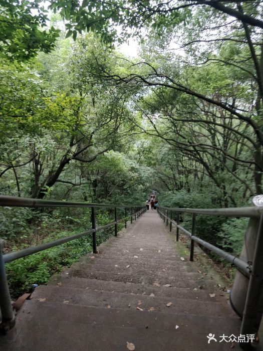 惠山国家森林公园图片 - 第9张