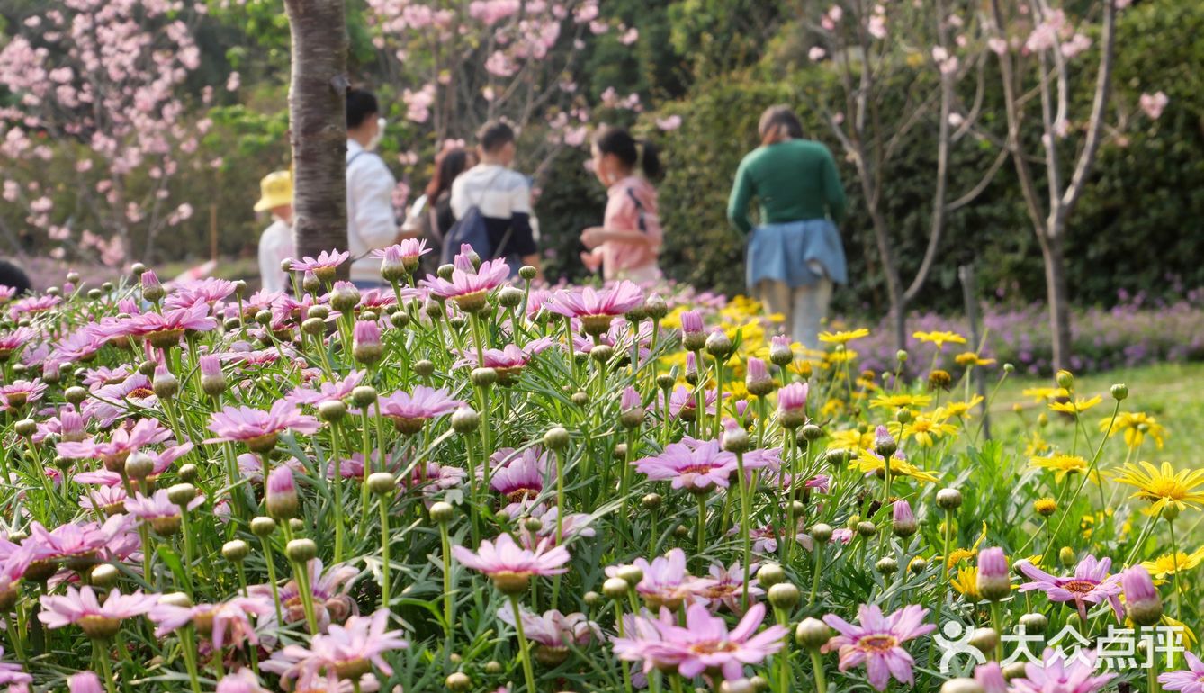 春天里赏花去健康步道走起来加油