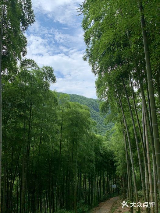 中国大竹海景区图片