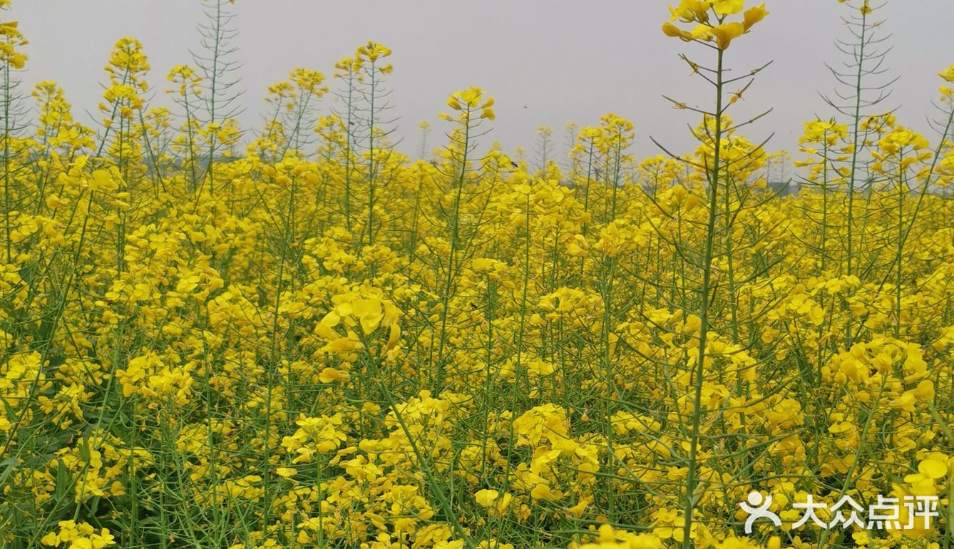 3月重庆复盛千亩油菜花海一片金黄